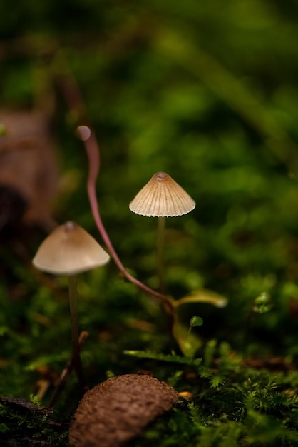 I sottili funghi velenosi crescono su un ceppo di muschio verde