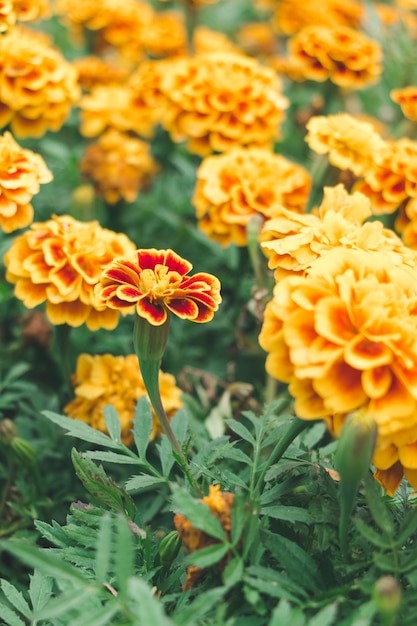 I tageti fioriscono nel giardino