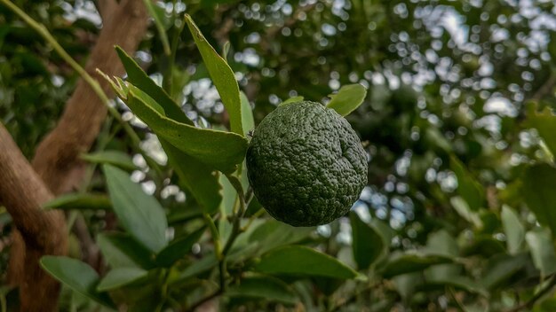 I tigli in giardino sono un'ottima fonte di vitamina CAgrumi di calce organici verdi appesi all'albero