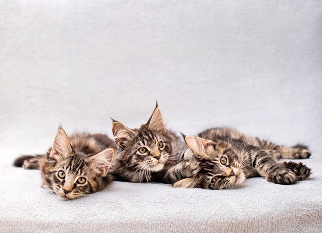 I tre gattini della famiglia Mainecoon si trovano su una coperta leggera e soffice