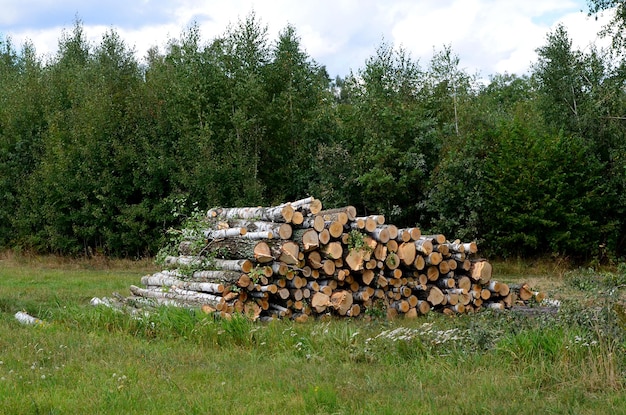 I tronchi d'albero del paesaggio rurale hanno abbattuto gli alberi