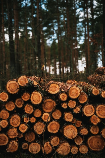 I tronchi d'albero registrano in fila vicino alla strada forestale