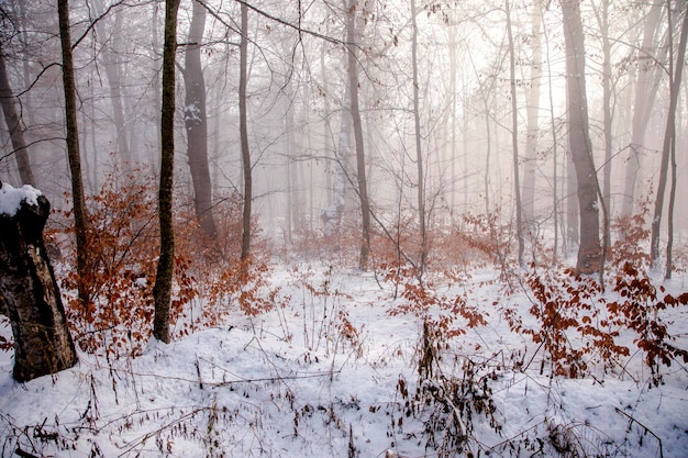 I tronchi degli alberi decidui ricoperti di neve dopo una nevicata