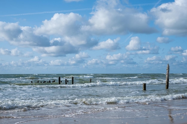 I tronchi degli alberi morti stanno nelle onde del mare come soldati orizzonte Copyspace