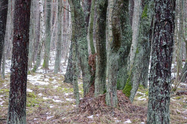 I tronchi di alberi di muschio in un grigio giorno d'autunno