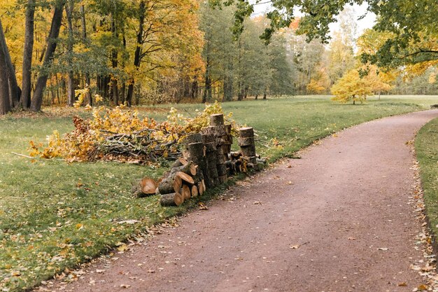 I tronchi di alberi in un parco cittadino sono stati segati e impilati come parte del processo di rimozione sanitaria che garantisce la pulizia e la manutenzione dell'area