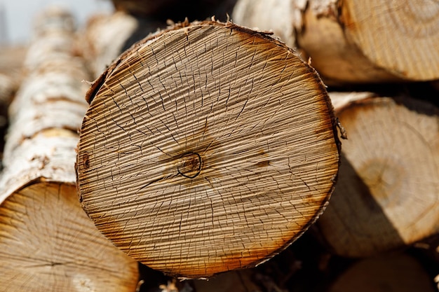 I tronchi di betulla giacciono accatastati in natura