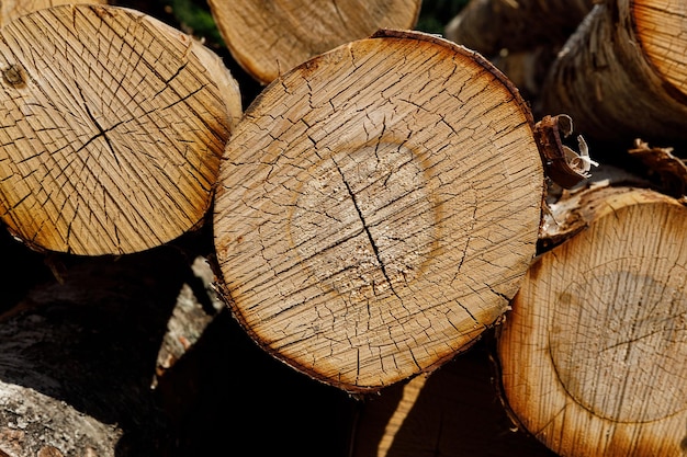 I tronchi di betulla giacciono accatastati in natura