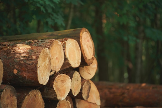 I tronchi di legno di pino nella foresta impilati in una pila I tronchi di alberi appena tagliati sono impilati l'uno sopra l'altro in una pila