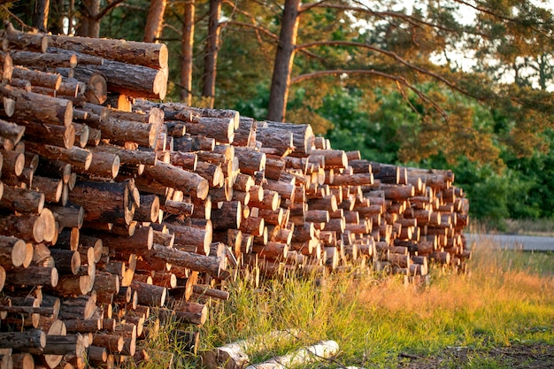 I tronchi di legno estratti dalla pineta giacciono su un mucchio