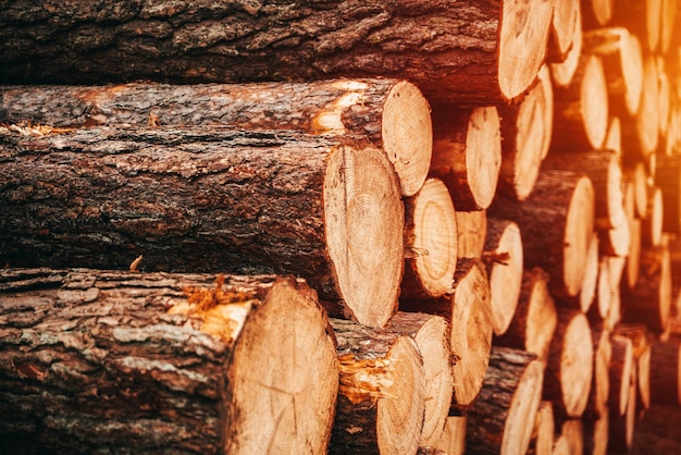 I tronchi di registro ammucchiano l'industria del legno di legname da taglio Foresta di pini e abeti rossi