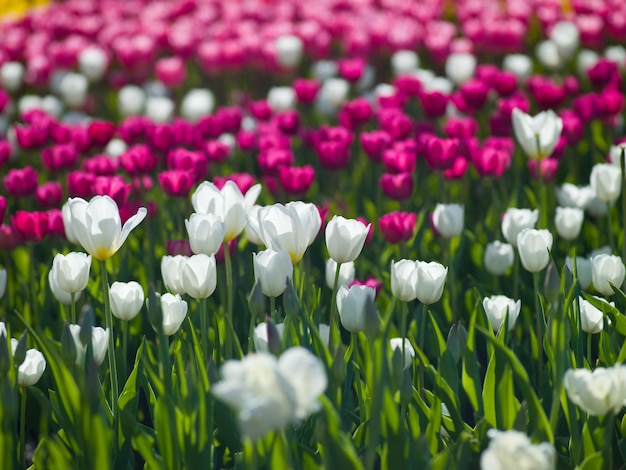 I tulipani con foto di diversi colori sembrano bellissimi