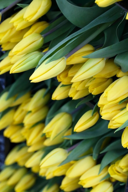 I tulipani del taglio di giallo si chiudono su fondo