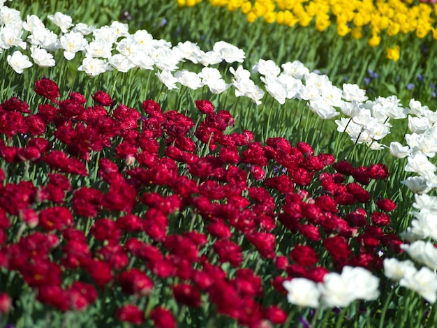 I tulipani di aleek di foto di diversi colori sono belli