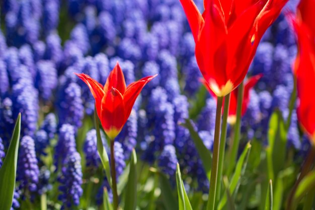 I tulipani fioriscono in primavera