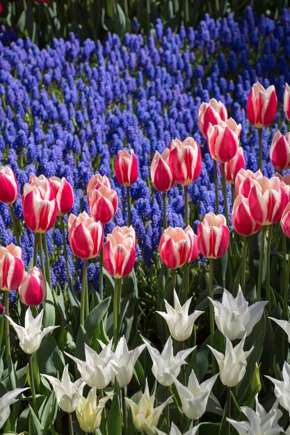 I tulipani fioriscono in primavera