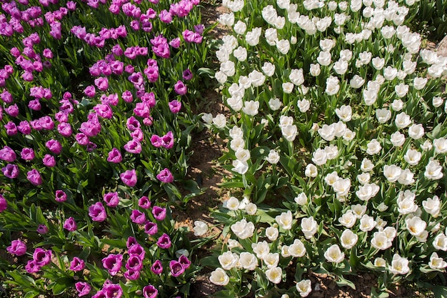 I tulipani fioriscono in primavera