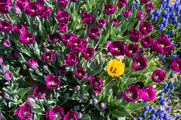 I tulipani fioriscono in primavera