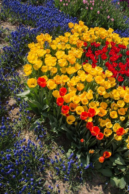 I tulipani fioriscono in primavera