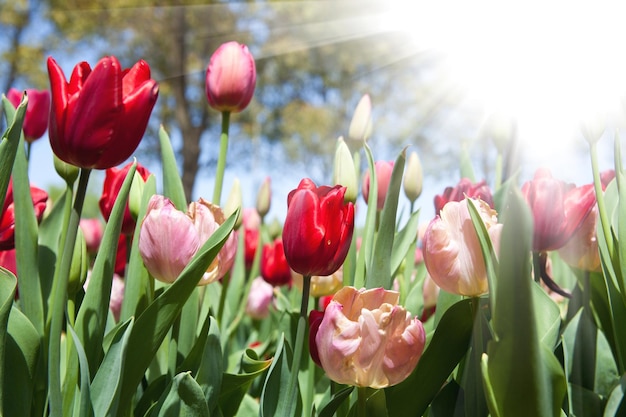 I tulipani fioriscono nel giardino