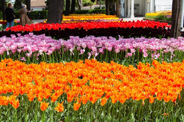 I tulipani in fiore fioriscono come sfondo di piante floreali
