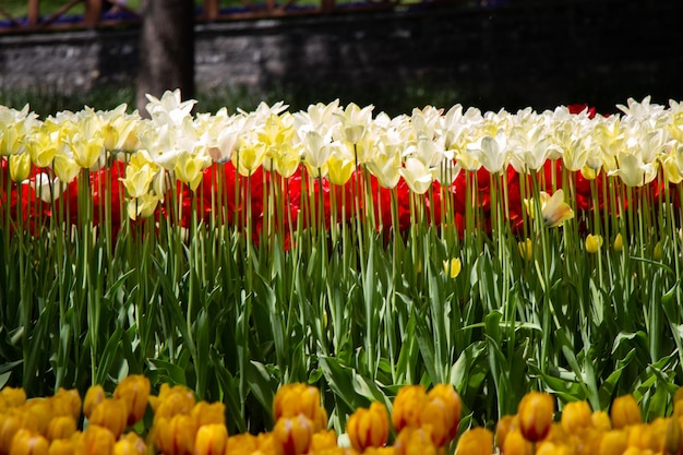 I tulipani in fiore fioriscono come sfondo di piante floreali