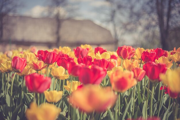 I tulipani in fiore nel parco