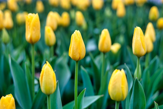 I tulipani in giardino in primavera