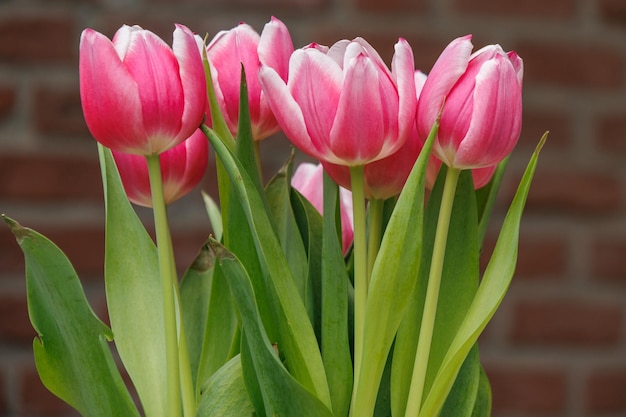 i tulipani in giardino