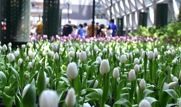 I tulipani Nel giardino dei fiori I tulipani multicolori stanno fiorendo