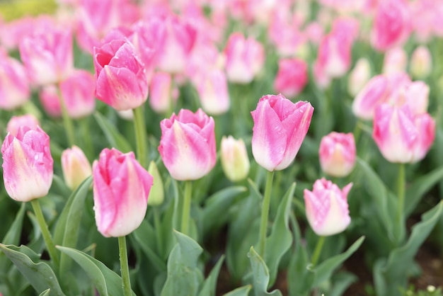 I tulipani rosa delicati fioriscono su una grande aiuola nella coltivazione in giardino dei tradizionali fiori primaverili