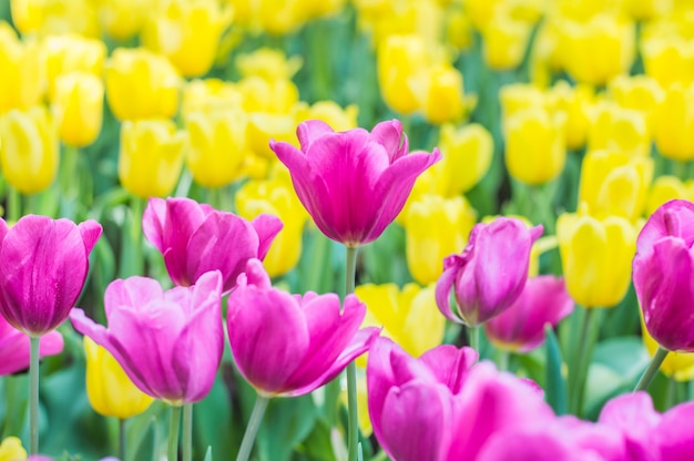 I tulipani rosa fioriscono nel giardino