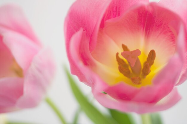 I tulipani rosa si chiudono su su fondo bianco.