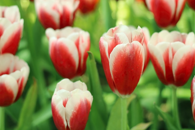 I tulipani rossi e bianchi fioriscono con la foglia verde nel campo del tulipano.