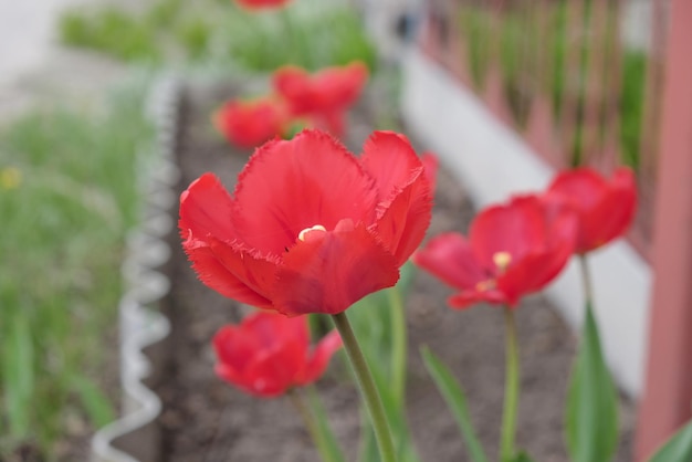 I tulipani rossi fiorivano nel giardino in primavera