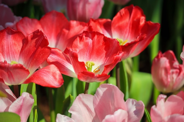 I tulipani rossi freschi fioriscono nel giardino