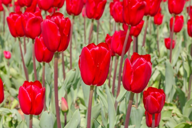 I tulipani rossi si chiudono in su