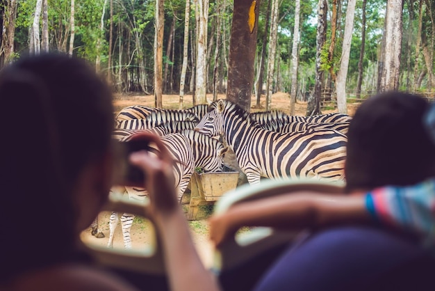 I turisti osservano gli animali dall'autobus nel parco safari