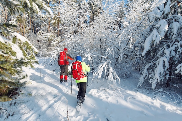 I turisti stanno camminando nella foresta invernale