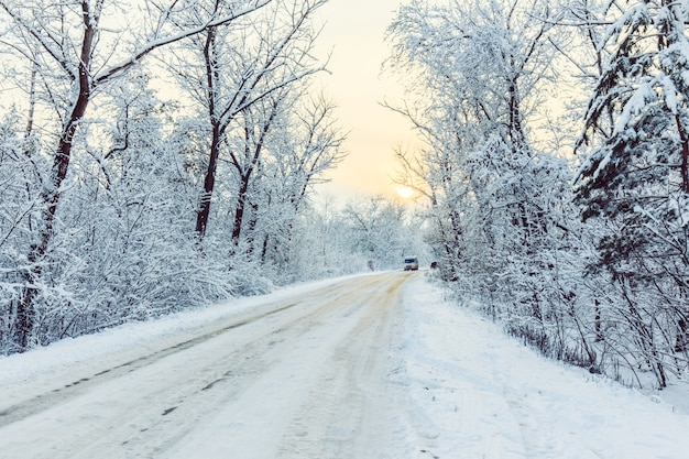 I turisti stanno camminando nella foresta invernale