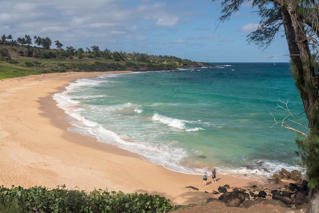 I turisti sugli asini o sulla spiaggia di Paliku sulla costa di Kauai alle Hawaii