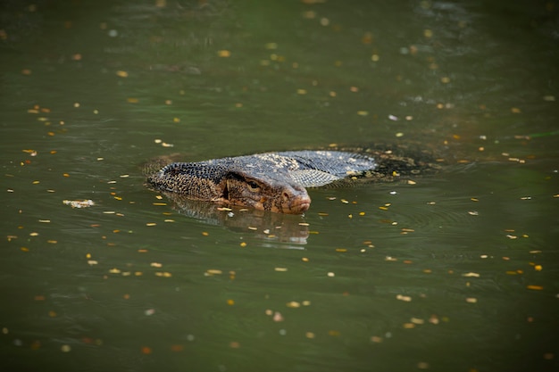 I varani sono grandi lucertole del genere Varanus