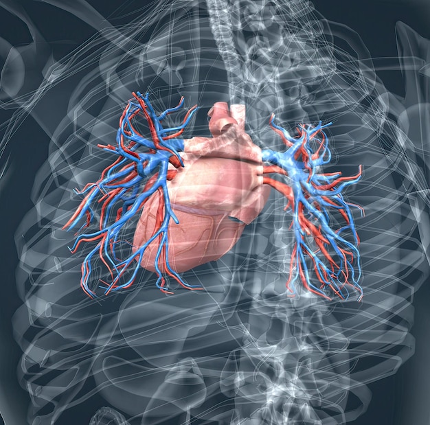 I vasi sanguigni della circolazione polmonare sono le arterie polmonari e le vene polmonari