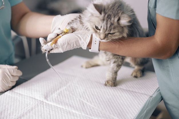 I veterinari esperti esaminano il gatto con l'infusione endovenosa al tavolo