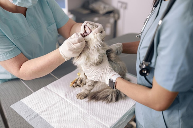 I veterinari professionisti esaminano la cavità orale del gatto grigio in clinica
