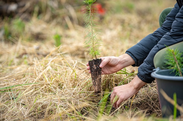 I volontari piantano giovani alberi per ripristinare le foreste dopo l'attacco allo scarafaggio