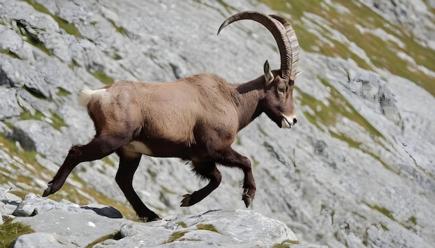 Ibecce alpina selvatica femmina capra ibecce o steinbock che corre sulle rocce delle Alpi in Francia