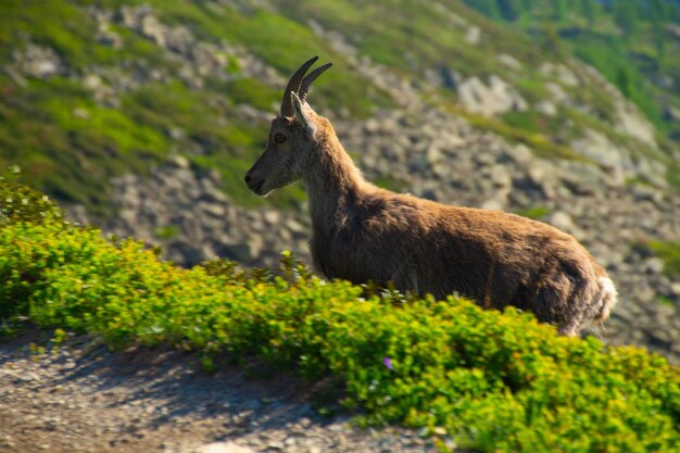 Ibexcheserysargentierechamonixhaute savoiefrance