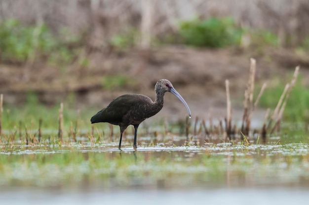 Ibis a faccia bianca La Pampa Patagonia Argentina