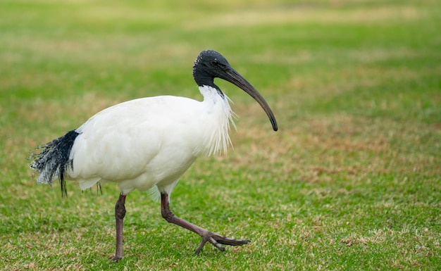 Ibis bianco australiano